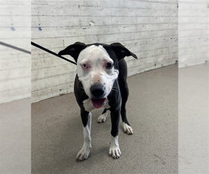 Mutt Dogs for adoption in San Bernardino, CA, USA