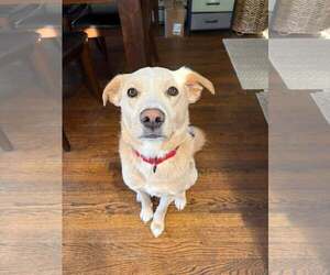 Mutt Dogs for adoption in Woodbury, NY, USA