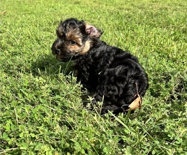 Medium Photo #4 YorkiePoo Puppy For Sale in MONTGOMERY VILLAGE, MD, USA