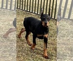 Small #3 Doberman Pinscher