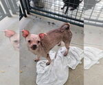 Small #7 Chihuahua Mix