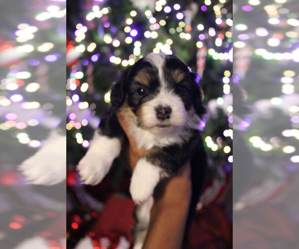 Medium Photo #1 Poovanese Puppy For Sale in LOUISVILLE, KY, USA