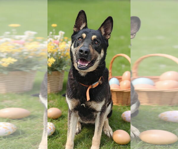 Medium Photo #5 German Shepherd Dog-Unknown Mix Puppy For Sale in Talladega, AL, USA