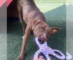 Small #23 American Pit Bull Terrier-Chihuahua Mix