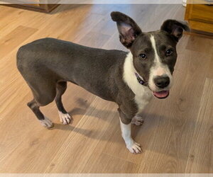 Mutt Dogs for adoption in Raleigh, NC, USA
