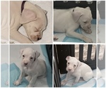 Litter of 4 - Male(s) and Female(s) BoxerLitter of Puppies for Sale - Photo #3