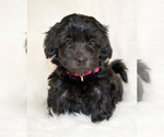 Small Photo #1 Havanese Puppy For Sale in ZION, IL, USA