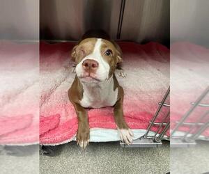 American Staffordshire Terrier Dogs for adoption in Tallahassee, FL, USA