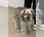 Small Miniature Schnauzer Mix