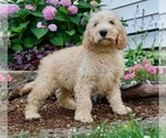 Small Photo #5 Poodle (Toy) Puppy For Sale in NAPPANEE, IN, USA