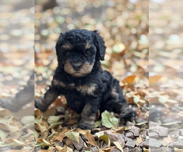 Medium Photo #2 Bernedoodle (Miniature) Puppy For Sale in LONGMONT, CO, USA