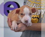 Small #4 American Staffordshire Terrier-Boxer Mix