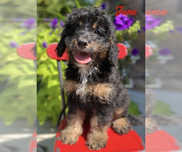 Medium Photo #1 Miniature Bernedoodle Puppy For Sale in BOWLING GREEN, OH, USA