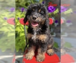 Small Photo #1 Miniature Bernedoodle Puppy For Sale in BOWLING GREEN, OH, USA