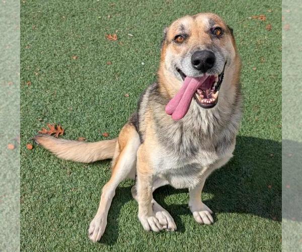 Medium Photo #2 German Shepherd Dog-Unknown Mix Puppy For Sale in Rockwall, TX, USA