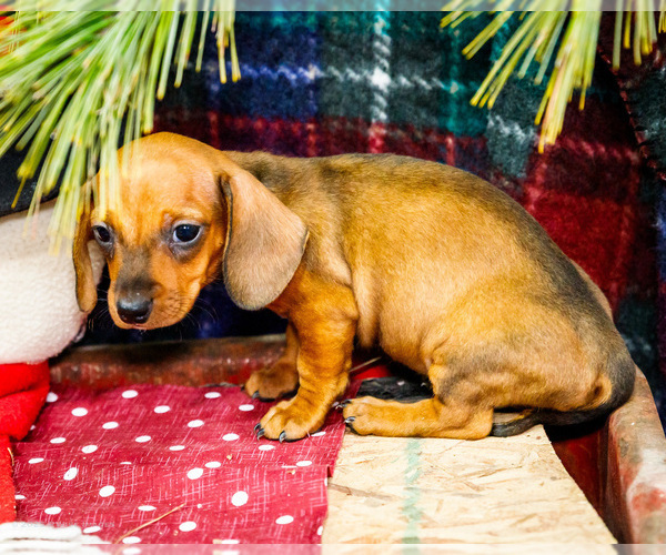 Medium Photo #22 Dachshund Puppy For Sale in WAKARUSA, IN, USA