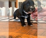 Small #7 F2 Aussiedoodle