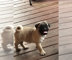 Pug Puppy for sale in ELDRED, NY, USA