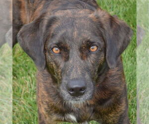 Borador Dogs for adoption in Huntley, IL, USA