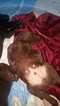 Small Photo #7 Labrador Retriever Puppy For Sale in SPOKANE, WA, USA