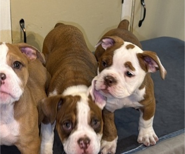 Medium Photo #4 Olde English Bulldogge Puppy For Sale in HAMMOND, IN, USA