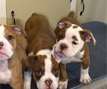 Junior - Male Olde English Bulldogge Puppy for Sale - Photo #4