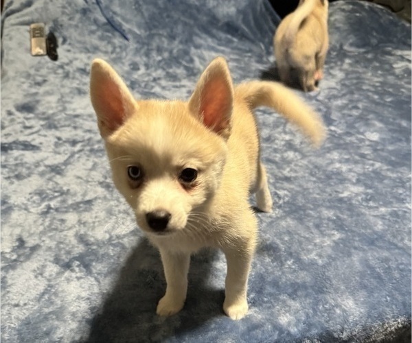 Medium Photo #196 Pomsky Puppy For Sale in LOVELAND, CO, USA