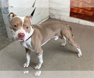 Mutt Dogs for adoption in San Bernardino, CA, USA