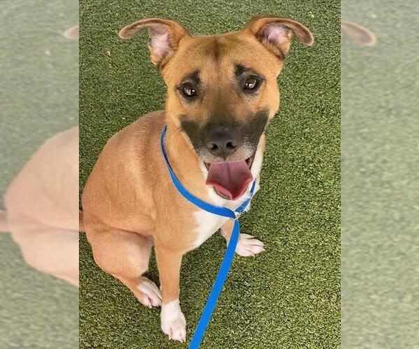 Medium Photo #2 Black Mouth Cur-Unknown Mix Puppy For Sale in Fayetteville, NC, USA
