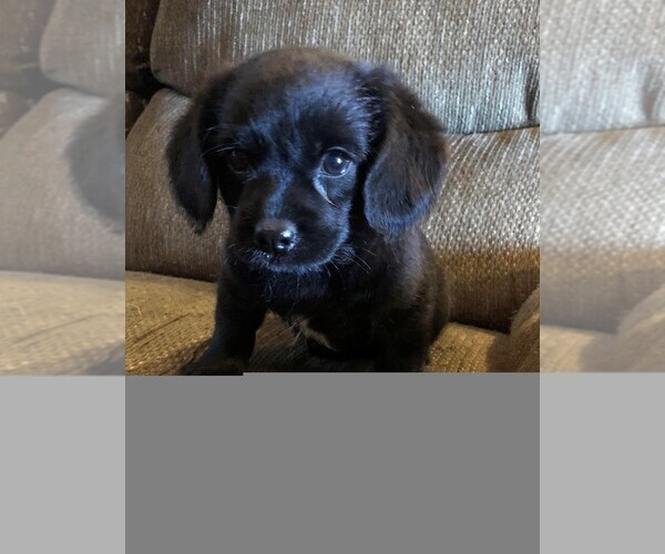 Medium Photo #1 Poodle (Miniature)-Puggle Mix Puppy For Sale in ELMWOOD, WI, USA