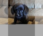 Small Photo #1 Poodle (Miniature)-Puggle Mix Puppy For Sale in ELMWOOD, WI, USA