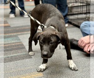 Labrador Retriever-Unknown Mix Dogs for adoption in Rockaway, NJ, USA