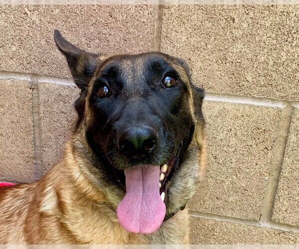 Medium Photo #1 Mutt Puppy For Sale in Moreno Valley, CA, USA