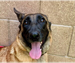 Mutt Dogs for adoption in Moreno Valley, CA, USA