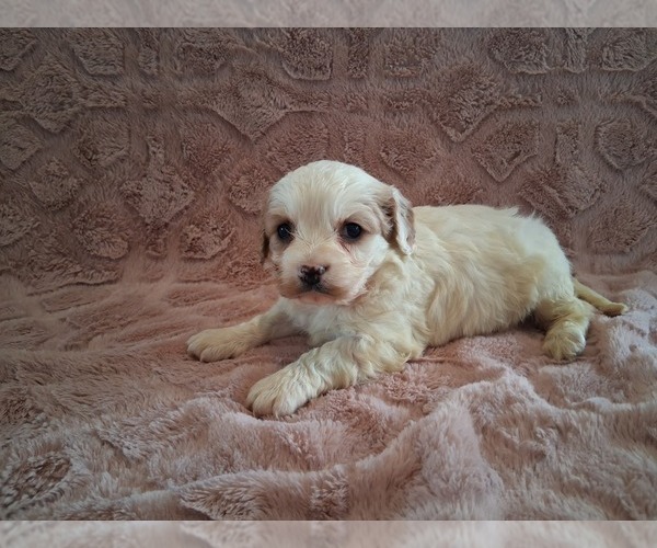 Medium Photo #5 Cavapoo (Miniature) Puppy For Sale in STANLEY, WI, USA