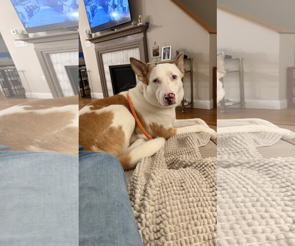 Medium Photo #18 Mutt Puppy For Sale in Chester, NJ, USA
