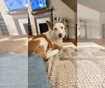 Small Photo #18 Mutt Puppy For Sale in Chester, NJ, USA