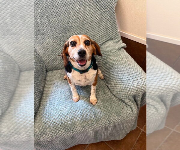 Medium Photo #1 Beagle Puppy For Sale in Osgood, IN, USA