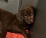 Small Photo #5 Labrador Retriever Puppy For Sale in RIVERVIEW, FL, USA