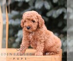 Small #2 Goldendoodle (Miniature)