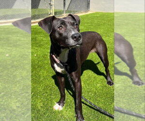 Mutt Dogs for adoption in San Francisco, CA, USA