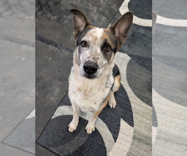 Medium Photo #1 Mutt Puppy For Sale in Garden City, NY, USA