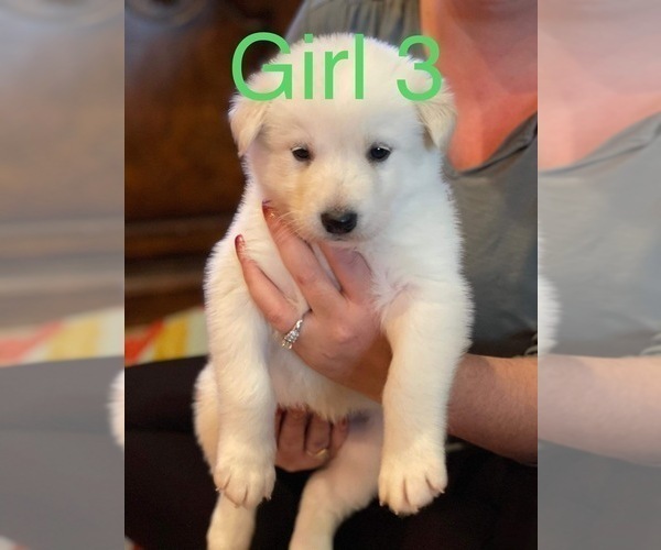 Medium Photo #6 Alaskan Malamute Puppy For Sale in HENNESSEY, OK, USA