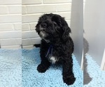 Small Photo #8 Kerry Blue Terrier-Polish Lowland Sheepdog Mix Puppy For Sale in VERSAILLES, KY, USA