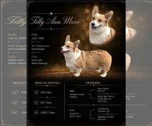 Mother of the Pembroke Welsh Corgi puppies born on 09/15/2026