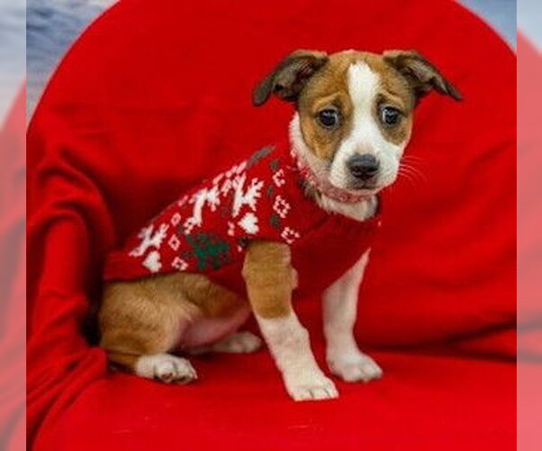 Medium Photo #1 Border Terrier-Unknown Mix Puppy For Sale in Fremont, CA, USA