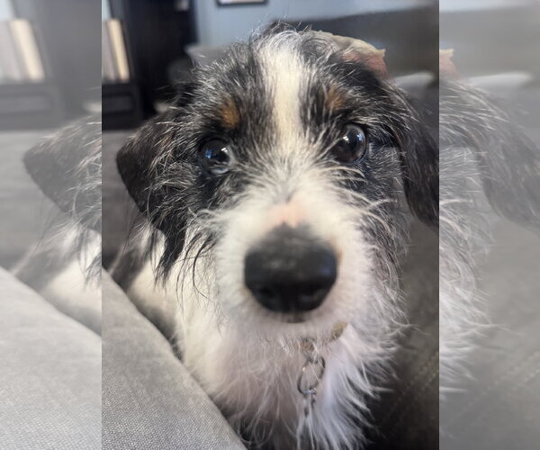 Medium Photo #1 Dachshund-Unknown Mix Puppy For Sale in Tampa, FL, USA