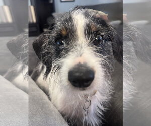 Dachshund-Unknown Mix Dogs for adoption in Tampa, FL, USA