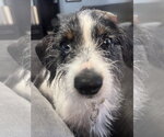 Small Dachshund Mix
