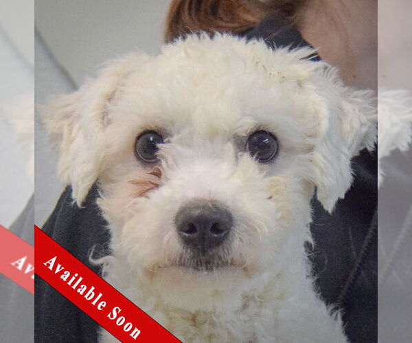 Medium Photo #1 Bichon Frise-Unknown Mix Puppy For Sale in Huntley, IL, USA